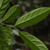 Diospyros walkeri (Wight) Gürke